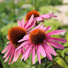 Attēlu rezultāti vaicājumam “Echinacea purpurea flower”