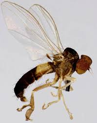 Attēlu rezultāti vaicājumam “Agathomyia wankowiczii”