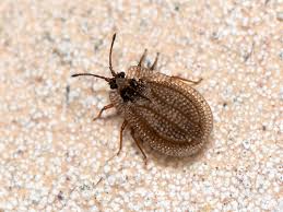 Attēlu rezultāti vaicājumam “Acalypta carinata”