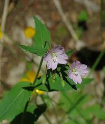 Attēlu rezultāti vaicājumam “Epilobium montanum flower”