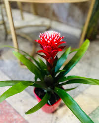 Картинки по запросу гусмания