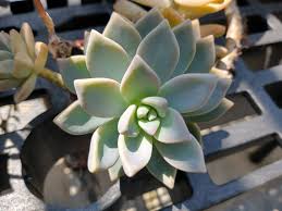 Attēlu rezultāti vaicājumam “Crassulaceae”