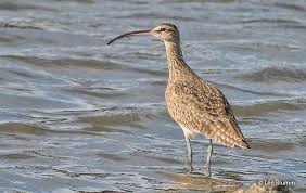 Attēlu rezultāti vaicājumam “Numenius phaeopus adult”