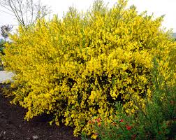 Attēlu rezultāti vaicājumam “Cytisus scoparius flower”