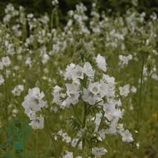 Image result for Polemonium coeruleum album