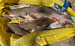 Image result for Scaphirhynchus platorynchus