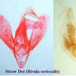 Attēlu rezultāti vaicājumam “Rivula sericealis”