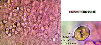 Attēlu rezultāti vaicājumam “Radulomyces confluens”