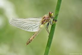 Attēlu rezultāti vaicājumam “Leucorrhinia albifrons female”