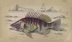 Image result for Serranus scriba