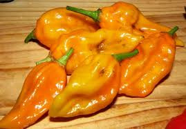 Afbeeldingsresultaat voor yellow fratali hot pepper
