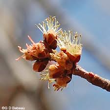 Attēlu rezultāti vaicājumam “Acer saccharinum flower”
