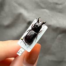 Attēlu rezultāti vaicājumam “Ceruchus chrysomelinus”