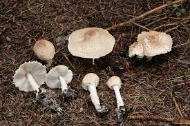 Attēlu rezultāti vaicājumam “Lepiota clypeolaria”