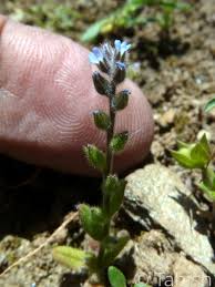 Attēlu rezultāti vaicājumam “Myosotis stricta”