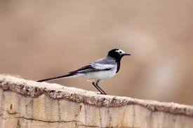 Image result for Motacilla alba