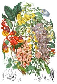 Attēlu rezultāti vaicājumam “Leguminosae”