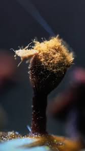 Attēlu rezultāti vaicājumam “Brefeldia maxima macro”