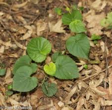 Attēlu rezultāti vaicājumam “Viola riviniana leaf”