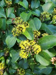 Attēlu rezultāti vaicājumam “Hedera helix  flower”