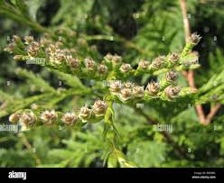Attēlu rezultāti vaicājumam “Thuja plicata flower”