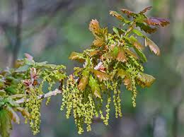 Attēlu rezultāti vaicājumam “Quercus robur male flower”