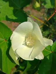 Attēlu rezultāti vaicājumam “Malvaceae”