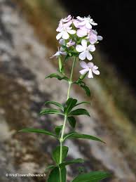 Attēlu rezultāti vaicājumam “Saponaria officinalis flower”