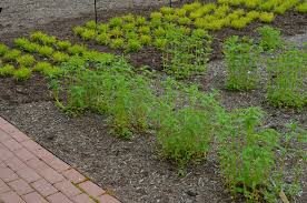 Attēlu rezultāti vaicājumam “Diderma montanum stalked”