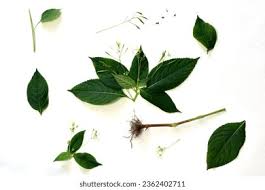 Attēlu rezultāti vaicājumam “Impatiens parviflora leaf”