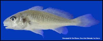 Image result for Micropogonias undulatus