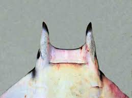 Image result for Mobula thurstoni