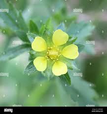 Attēlu rezultāti vaicājumam “Potentilla norvegica leaf”
