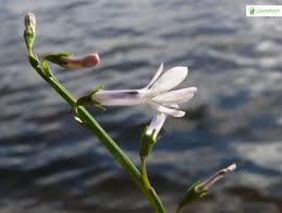 Attēlu rezultāti vaicājumam “Lobelia dortmanna”