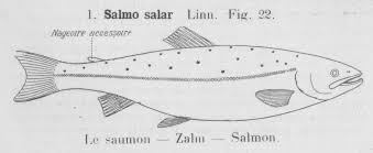 Image result for Salmo pallaryi