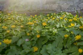 Attēlu rezultāti vaicājumam “Ranunculus auricomus”