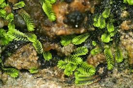 Attēlu rezultāti vaicājumam “Cladopodiella fluitans”