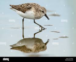 Image result for Calidris pusilla