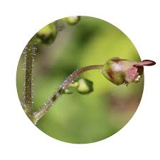 Attēlu rezultāti vaicājumam “Scrophularia nodosa leaf”