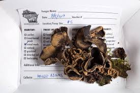 Attēlu rezultāti vaicājumam “Ionomidotis irregularis”