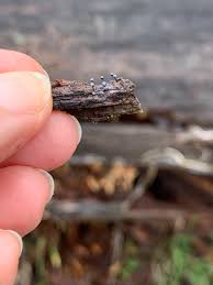 Attēlu rezultāti vaicājumam “Cribraria piriformis spores”