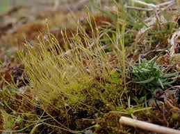 Attēlu rezultāti vaicājumam “Barbula convoluta sporophyte”