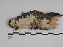 Attēlu rezultāti vaicājumam “Steccherinum fimbriatum”