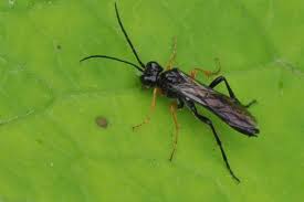 Attēlu rezultāti vaicājumam “Tenthredo mandibularis”