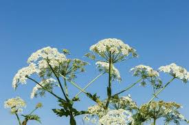 Attēlu rezultāti vaicājumam “Heracleum sosnowskyi”