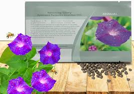Image result for Ipomoea purpurea