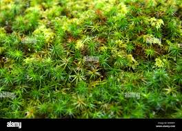 Attēlu rezultāti vaicājumam “Sphagnum cuspidatum”