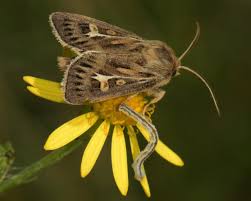 Attēlu rezultāti vaicājumam “Cerapteryx graminis”