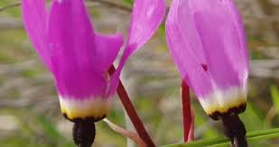 Attēlu rezultāti vaicājumam “Primulaceae”