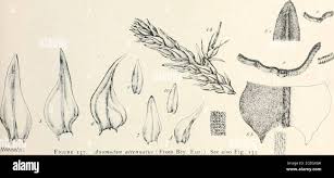 Attēlu rezultāti vaicājumam “Anomodon attenuatus”